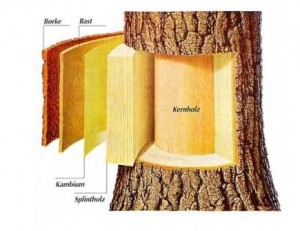 Wie Heilt mein Baum Baumpflege Baumpflege Karlsruhe, Baumfällung Karlsruhe, Problembaumfällung Karlsruhe, Obstbaumschnitt Karlsruhe, Heckenschnitt Karlsruhe Baumpflege Durlach, Baumfällung Durlach, Problembaumfällung Durlach, Obstbaumschnitt Durlach, Heckenschnitt Durlach, Baumpflege Remchingen, Baumfällung Remchingen, Problembaumfällung Remchingen, Obstbaumschnitt Remchingen, Heckenschnitt Remchingen