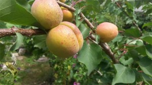 Obstbaum schnitt Baumpflege Karlsruhe