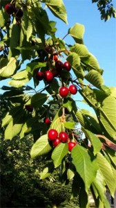 Obstbaumschnitt Baumpflege Karlsruhe 