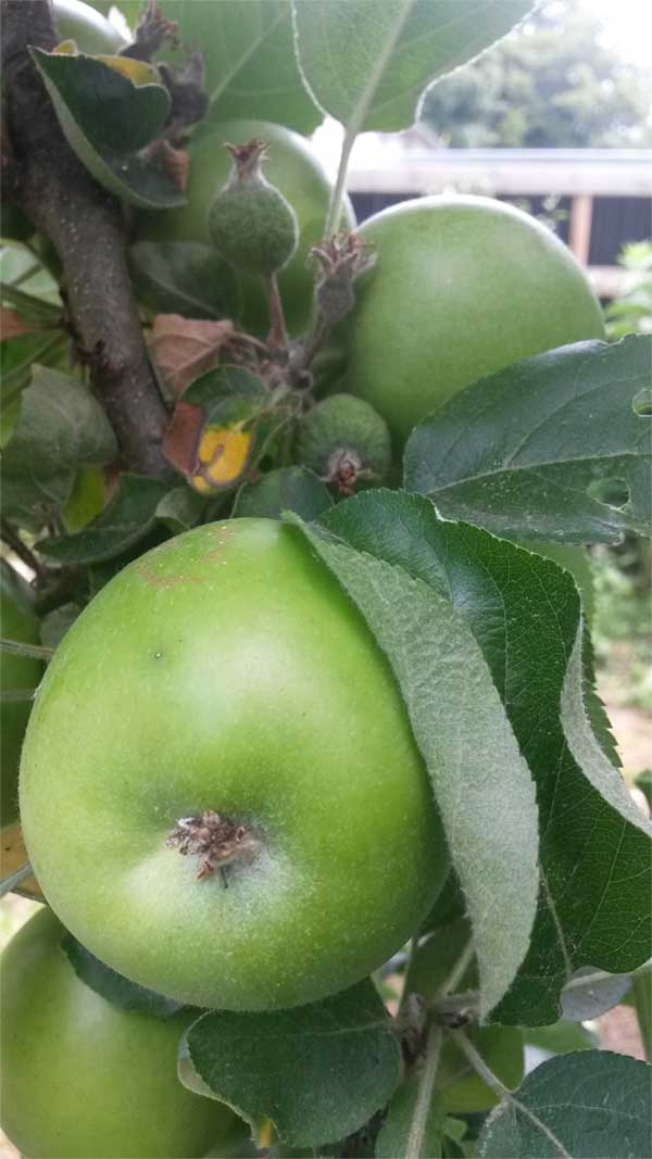 Obstbaum Schnittzeitpunkt