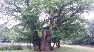 Wie Heilt mein Baum Baumpflege Karlsruhe, Baumfällung Karlsruhe, Problembaumfällung Karlsruhe, Obstbaumschnitt Karlsruhe, Heckenschnitt Karlsruhe Baumpflege Durlach, Baumfällung Durlach, Problembaumfällung Durlach, Obstbaumschnitt Durlach, Heckenschnitt Durlach, Baumpflege Remchingen, Baumfällung Remchingen, Problembaumfällung Remchingen, Obstbaumschnitt Remchingen, Heckenschnitt Remchingen