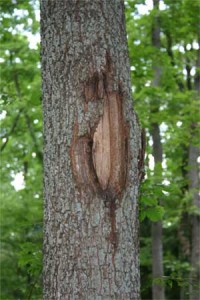 Wie Heilt mein Baum Baumpflege Karlsruhe, Baumfällung Karlsruhe, Problembaumfällung Karlsruhe, Obstbaumschnitt Karlsruhe, Heckenschnitt Karlsruhe Baumpflege Durlach, Baumfällung Durlach, Problembaumfällung Durlach, Obstbaumschnitt Durlach, Heckenschnitt Durlach, Baumpflege Remchingen, Baumfällung Remchingen, Problembaumfällung Remchingen, Obstbaumschnitt Remchingen, Heckenschnitt Remchingen