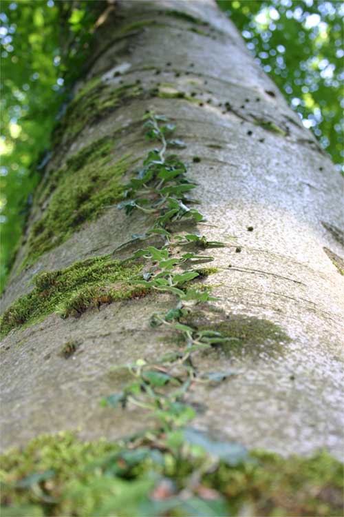 Baumpflege Karlsruhe, Baumfällung Karlsruhe, Problembaumfällung Karlsruhe, Obstbaumschnitt Karlsruhe, Heckenschnitt Karlsruhe Baumpflege Durlach, Baumfällung Durlach, Problembaumfällung Durlach, Obstbaumschnitt Durlach, Heckenschnitt Durlach, Baumpflege Remchingen, Baumfällung Remchingen, Problembaumfällung Remchingen, Obstbaumschnitt Remchingen, Heckenschnitt Remchingen