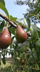 Obstbaumschnitt Baumpflege Karlsruhe, Baumfällung Karlsruhe, Problembaumfällung Karlsruhe, Obstbaumschnitt Karlsruhe, Heckenschnitt Karlsruhe Baumpflege Durlach, Baumfällung Durlach, Problembaumfällung Durlach, Obstbaumschnitt Durlach, Heckenschnitt Durlach, Baumpflege Remchingen, Baumfällung Remchingen, Problembaumfällung Remchingen, Obstbaumschnitt Remchingen, Heckenschnitt Remchingen