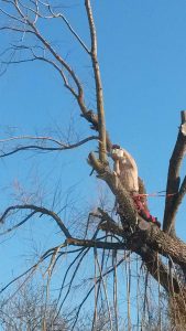 Faellung einer Weide Baumpflege Karlsruhe, Baumfällung Karlsruhe, Problembaumfällung Karlsruhe, Obstbaumschnitt Karlsruhe, Heckenschnitt Karlsruhe Baumpflege Durlach, Baumfällung Durlach, Problembaumfällung Durlach, Obstbaumschnitt Durlach, Heckenschnitt Durlach, Baumpflege Remchingen, Baumfällung Remchingen, Problembaumfällung Remchingen, Obstbaumschnitt Remchingen, Heckenschnitt Remchingen