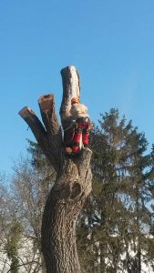 Faellung einer Weide Baumpflege Karlsruhe, Baumfällung Karlsruhe, Problembaumfällung Karlsruhe, Obstbaumschnitt Karlsruhe, Heckenschnitt Karlsruhe Baumpflege Durlach, Baumfällung Durlach, Problembaumfällung Durlach, Obstbaumschnitt Durlach, Heckenschnitt Durlach, Baumpflege Remchingen, Baumfällung Remchingen, Problembaumfällung Remchingen, Obstbaumschnitt Remchingen, Heckenschnitt Remchingen