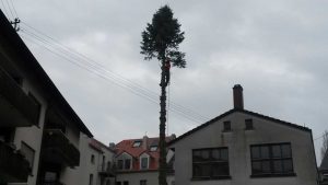 Faellung einer Nordmann Tanne Baumfällung Karlsruhe Baumfällung Durlach Baumfällung Pfinztal