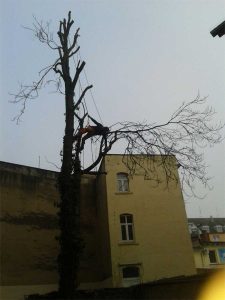 Fealung eines Goetterbaumes Baumpflege Karlsruhe, Baumfällung Karlsruhe, Problembaumfällung Karlsruhe, Obstbaumschnitt Karlsruhe, Heckenschnitt Karlsruhe Baumpflege Durlach, Baumfällung Durlach, Problembaumfällung Durlach, Obstbaumschnitt Durlach, Heckenschnitt Durlach, Baumpflege Remchingen, Baumfällung Remchingen, Problembaumfällung Remchingen, Obstbaumschnitt Remchingen, Heckenschnitt Remchingen