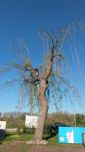 Faellung einer Weide Baumpflege Karlsruhe, Baumfällung Karlsruhe, Problembaumfällung Karlsruhe, Obstbaumschnitt Karlsruhe, Heckenschnitt Karlsruhe Baumpflege Durlach, Baumfällung Durlach, Problembaumfällung Durlach, Obstbaumschnitt Durlach, Heckenschnitt Durlach, Baumpflege Remchingen, Baumfällung Remchingen, Problembaumfällung Remchingen, Obstbaumschnitt Remchingen, Heckenschnitt Remchingen