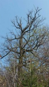 Tote Äste entfernen Baumpflege Karlsruhe, Baumfällung Karlsruhe, Problembaumfällung Karlsruhe, Obstbaumschnitt Karlsruhe, Heckenschnitt Karlsruhe Baumpflege Durlach, Baumfällung Durlach, Problembaumfällung Durlach, Obstbaumschnitt Durlach, Heckenschnitt Durlach, Baumpflege Remchingen, Baumfällung Remchingen, Problembaumfällung Remchingen, Obstbaumschnitt Remchingen, Heckenschnitt Remchingen