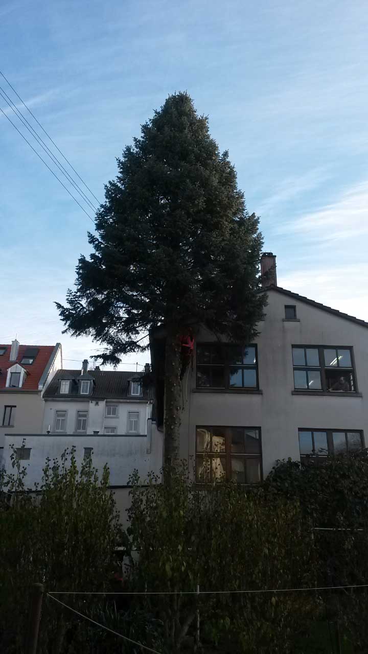 Faellung einer Nordmann Tanne